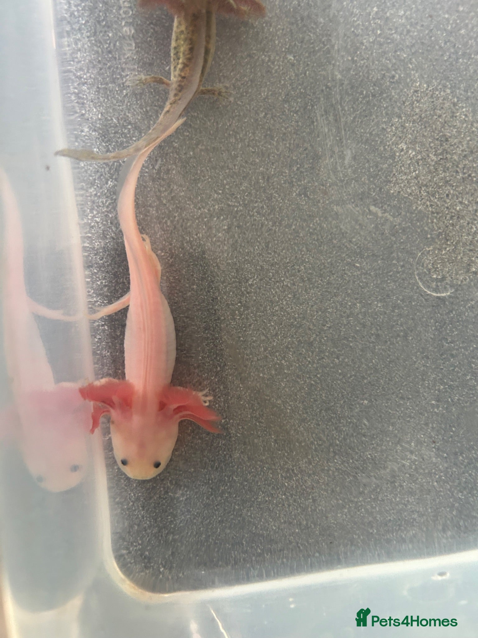 Other/Mixed Breed fish Baby axolotls  - Advert 17