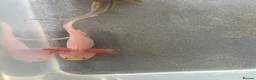 Other/Mixed Breed fish for sale: Baby axolotls  - Advert 1