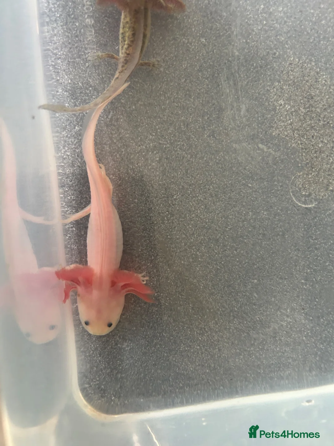 Other/Mixed Breed fish for sale: Baby axolotls  - Advert 1