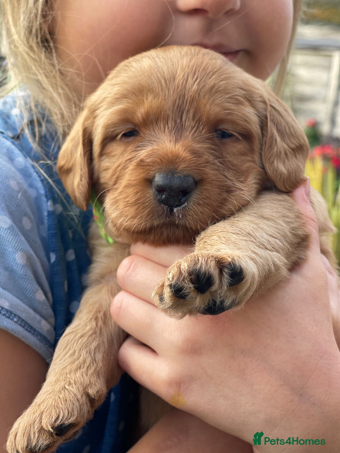 Australian Labradoodle dogs for sale: Australian Labradoodle Puppies F1b - Advert 18