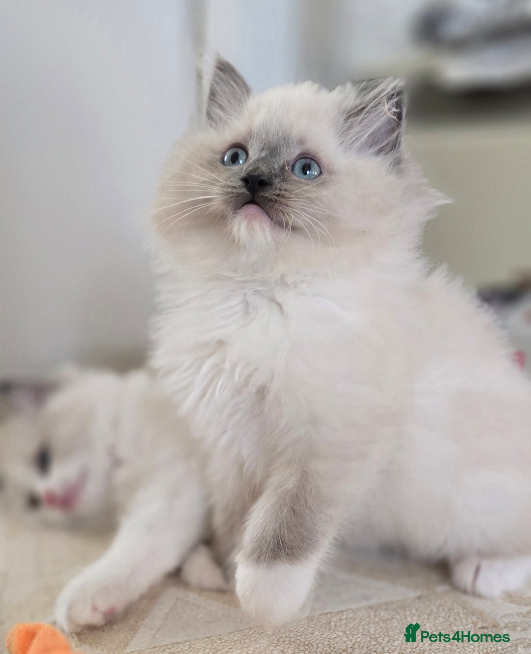 Ragdoll cats for sale: Stunning Ragdoll kittens .TICA registered  - Advert 10