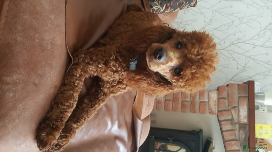 Miniature Poodle dogs for stud: Red K.C miniature poodle stud. health tested clear - Advert 5