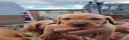 Mixed Breed dogs for sale: Viszlador puppies  - Advert 8