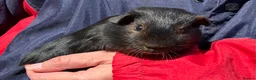 Guinea Pig rodents for sale: Pair baby purebred Black Tan brothers - Advert 1