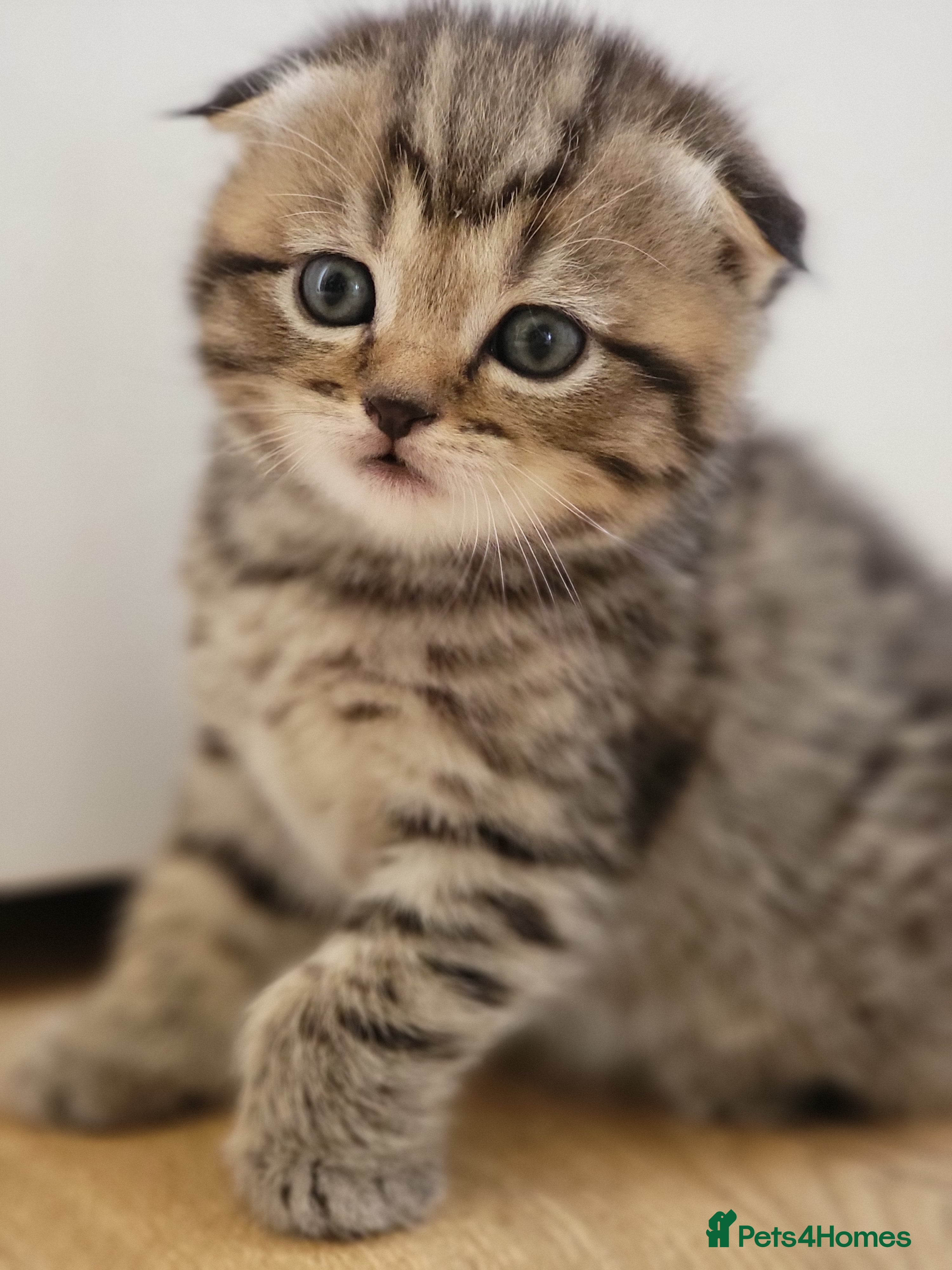 Scottish Fold cats Beautiful and healthy  Scottish fold mixed - Advert 6