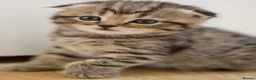 Scottish Fold cats for sale: Beautiful and healthy  Scottish fold mixed - Advert 22