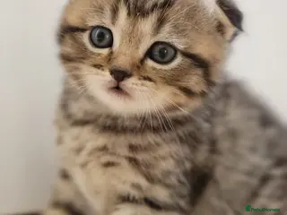 Scottish Fold cats Beautiful and healthy Scottish fold mixed - Advert 4