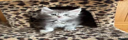 Maine Coon cats for sale: Tica registered polydactyl Maine coons  - Advert 24