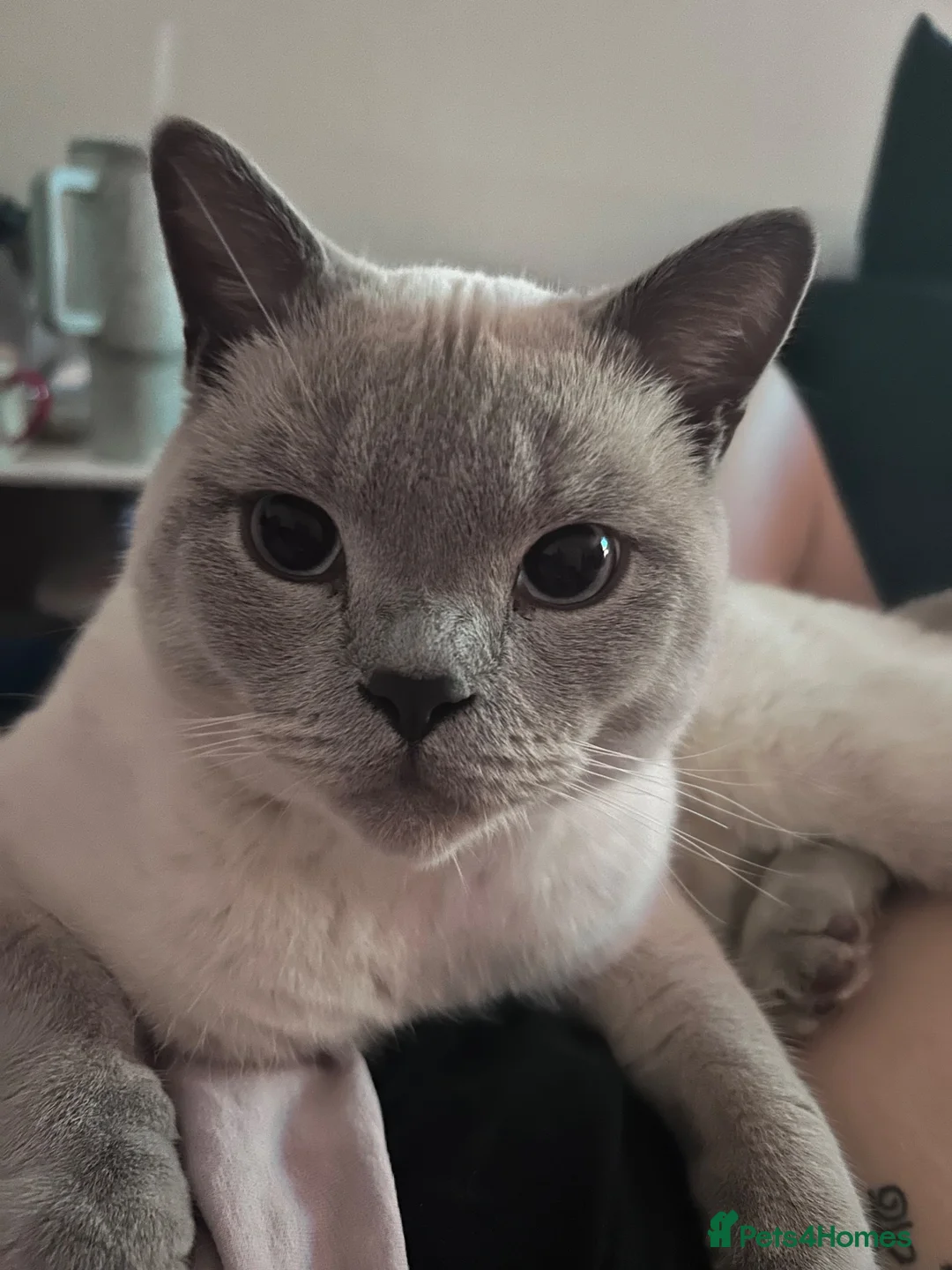 British Shorthair cats for sale: GCCF Pedigree Lilac Colourpoint British Shorthair in Swindon - Advert 1