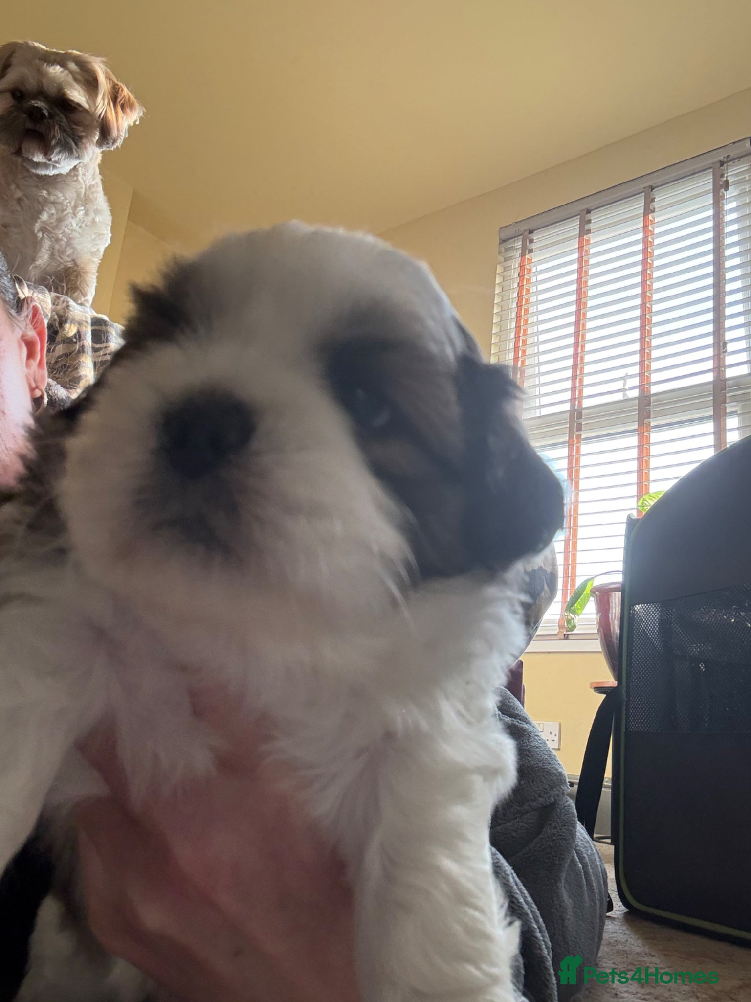 Shih Tzu dogs Friendly and loving Shihtzu boy ready to reserve  - Advert 10