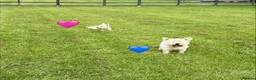 West Highland Terrier dogs for sale: KC adult Westies - Advert 2