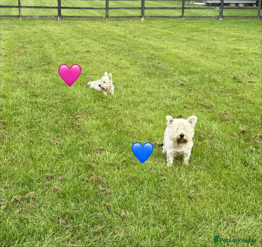 West Highland Terrier dogs for sale: KC adult Westies - Advert 2