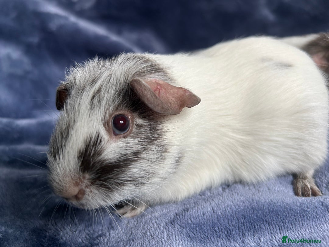 Guinea Pig rodents for sale: Dalmation baby Guinea pigs - Advert 15