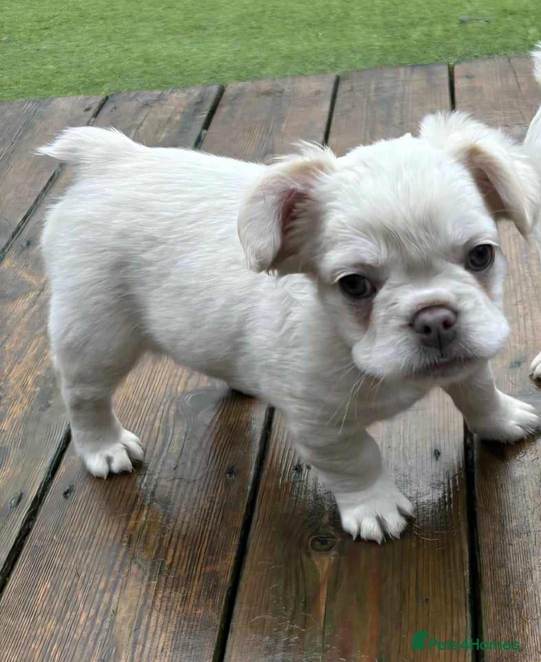 French Bulldog dogs for sale: Bonnie litter - Advert 5