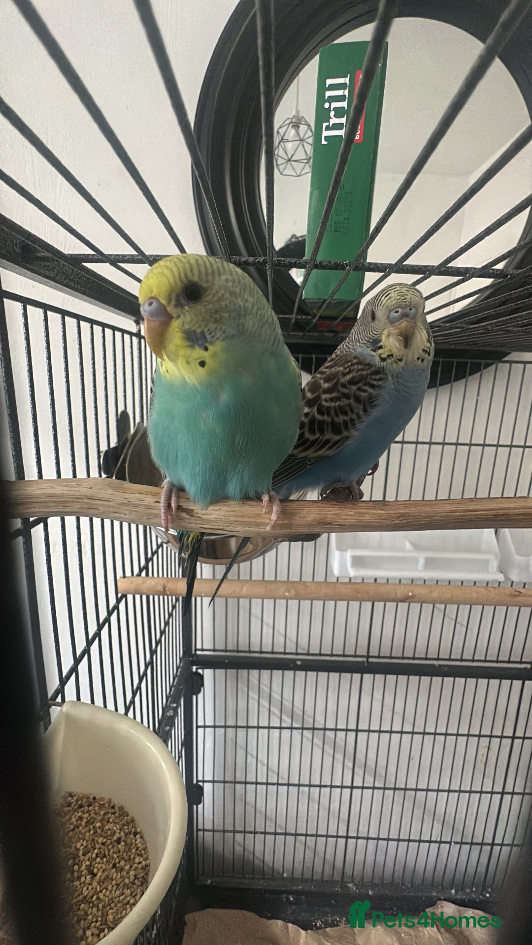Budgerigars birds for sale: 2x Budgies Male + Female - Image 2