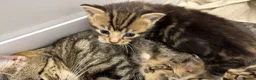 Mixed Breed cats for sale: Tabby kittens  - Advert 6