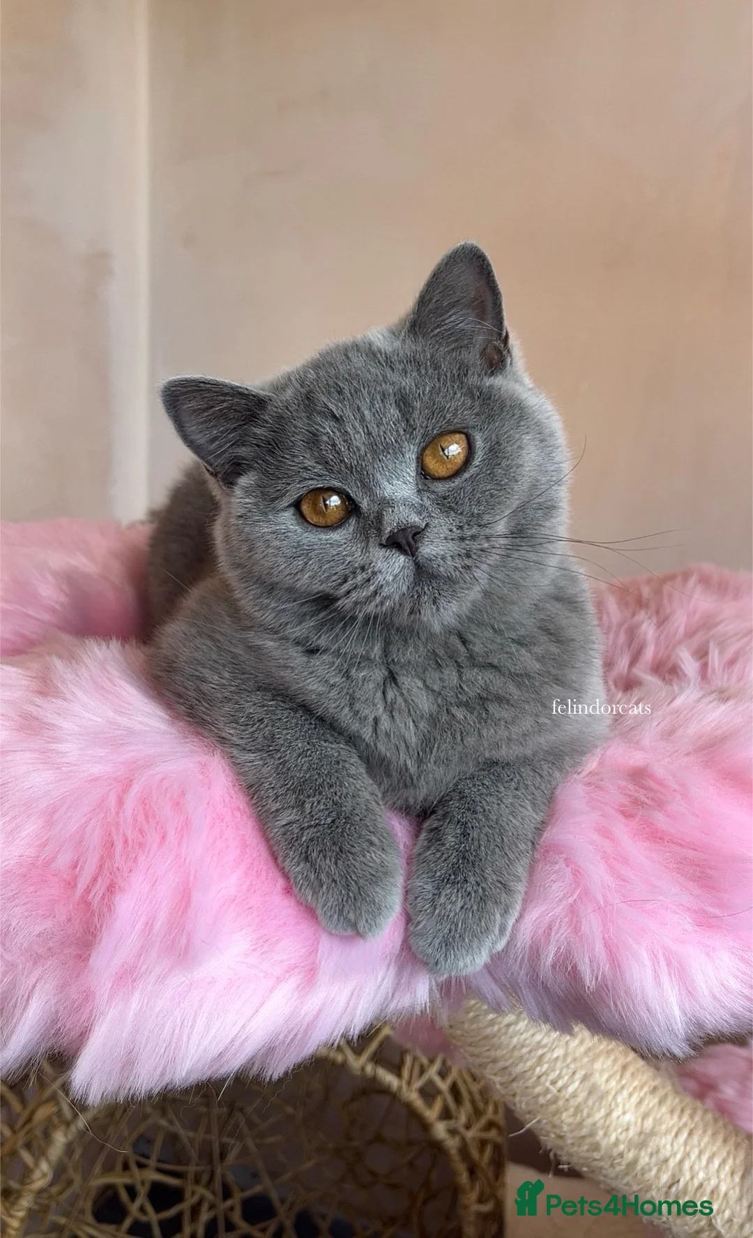 British Shorthair cats for sale: ✨Top Quality British shorthair✨ - Advert 1