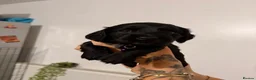 Cocker Spaniel dogs for sale: 2 gorgeous female cocker spaniel puppies 💖🐾😍 - Advert 8