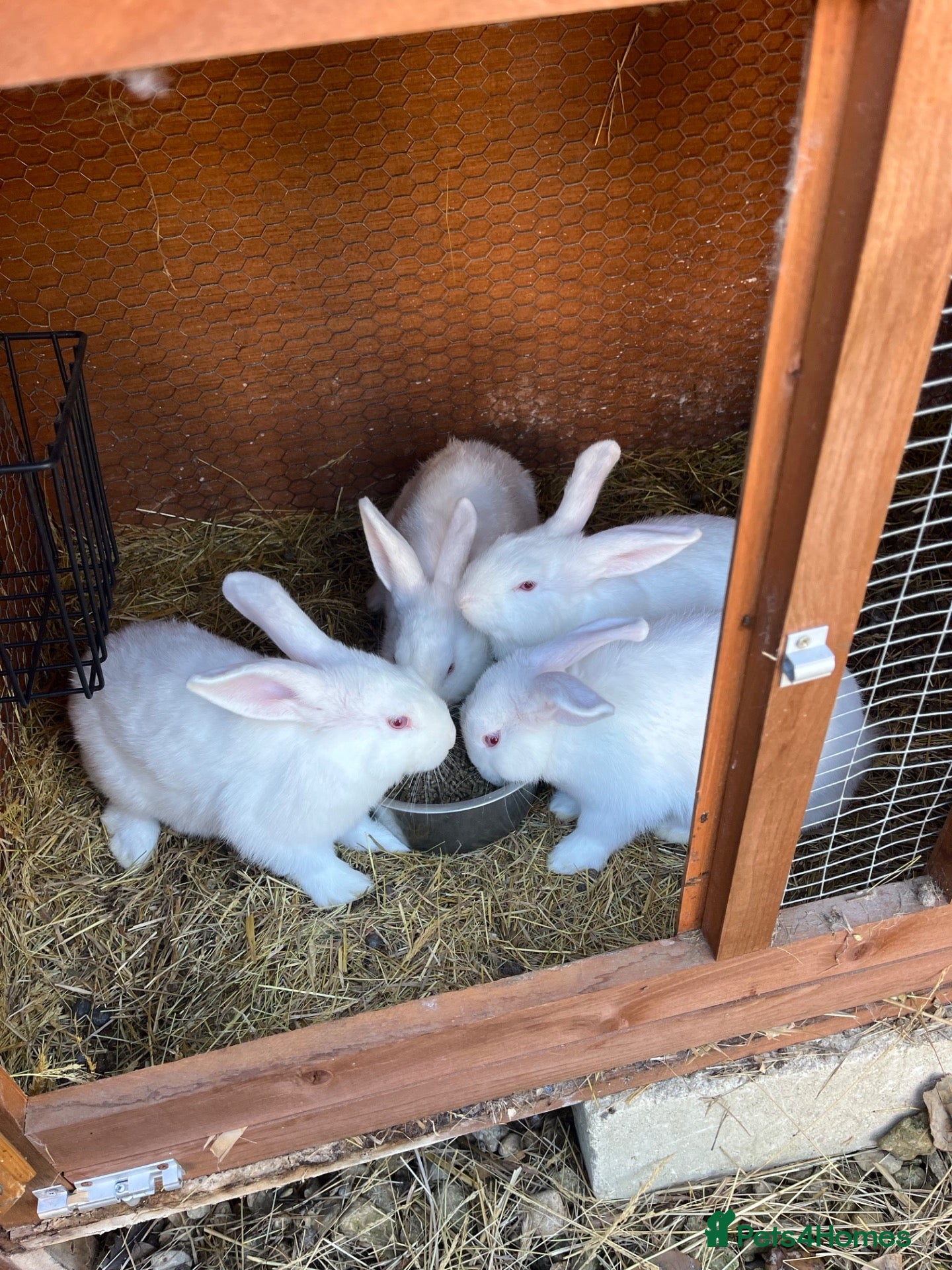 New Zealand rabbits Pure New Zealand white - Advert 1