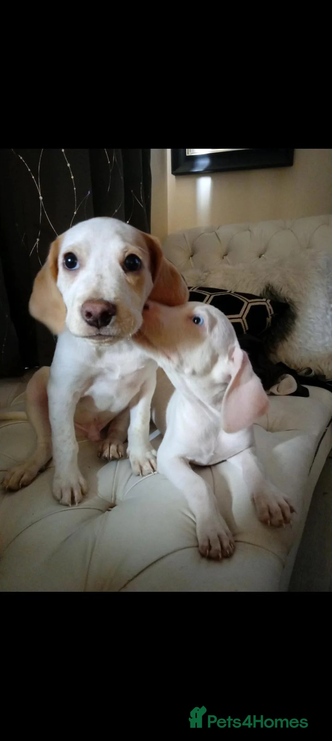 Mixed Breed dogs for sale: (Beagle x staffy) blue eyes and orange  in Rowley Regis - Advert 2