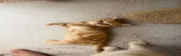 Scottish Fold cats for sale: Miss Scottish straight Ginger  - Advert 9