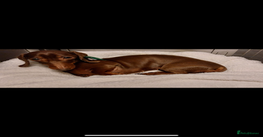 Miniature Dachshund dogs in Manchester - Advert 10
