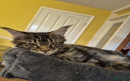 Maine Coon cats for sale: Beautiful Classic Tabby Girl - Image 1