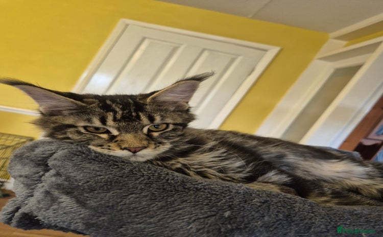 Maine Coon cats - Advert 1