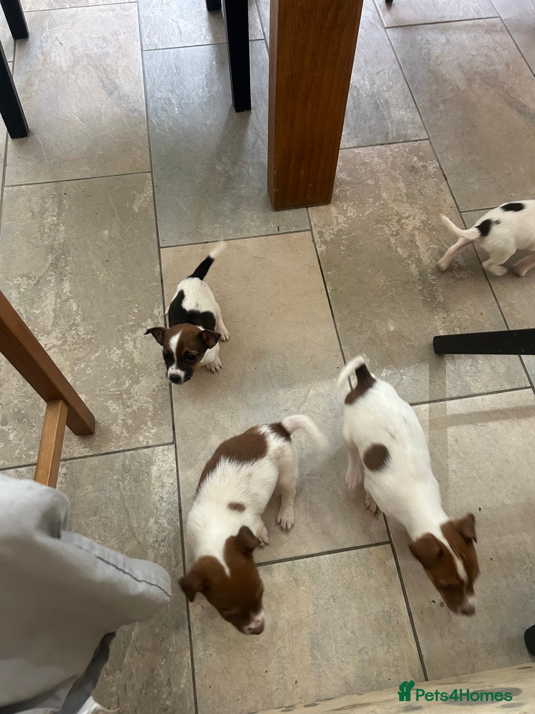 Jack Russell dogs for sale: Adorable jack Russell puppies  - Advert 11