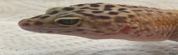 Gecko reptiles for sale: Leopard Gecko - Advert 4