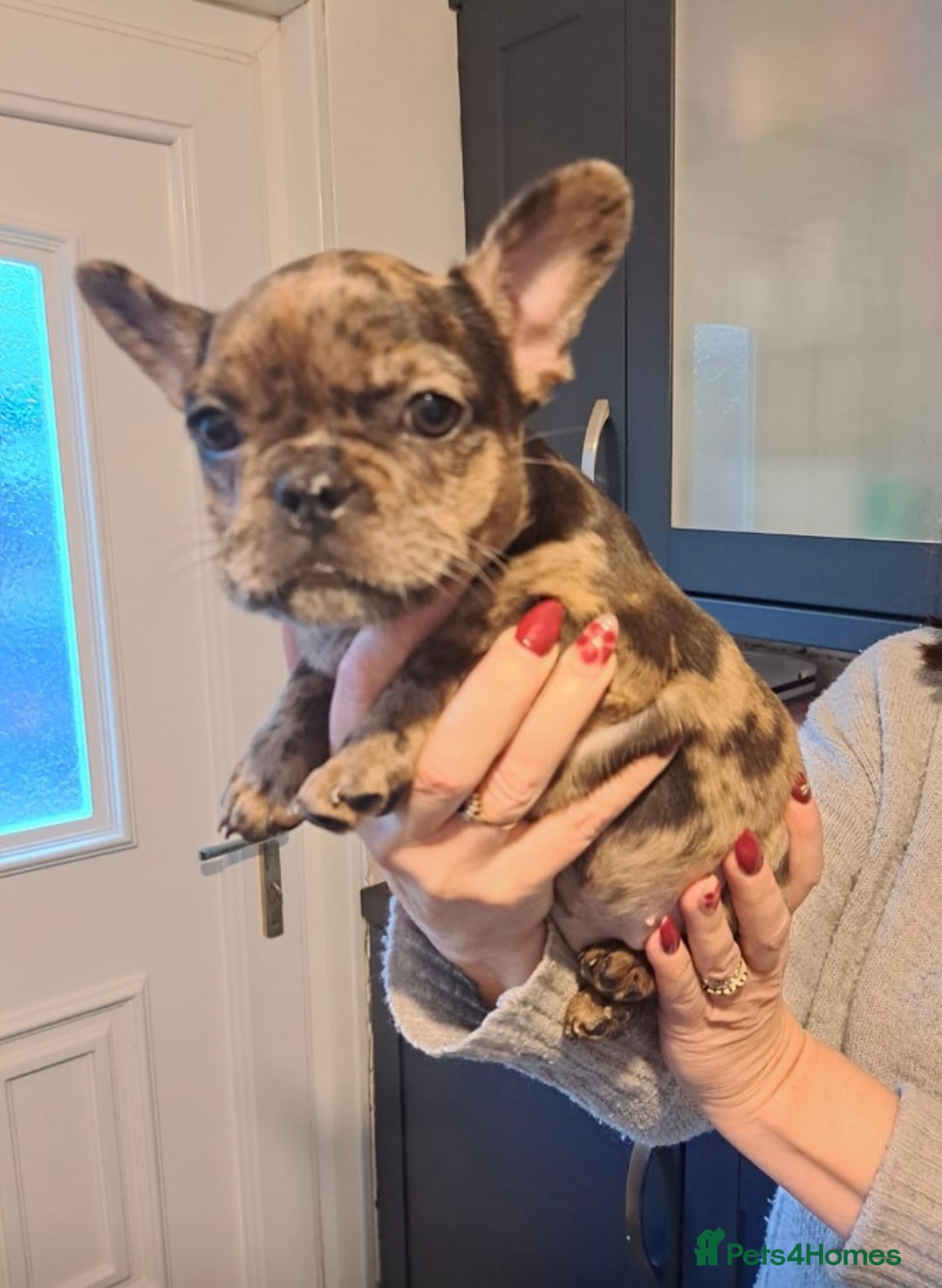 French Bulldog dogs for sale: Beautiful Merle Girl - Advert 3