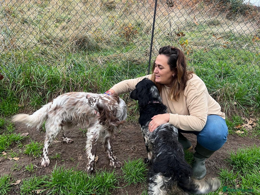 English Setter dogs for adoption: Yako  - Advert 2