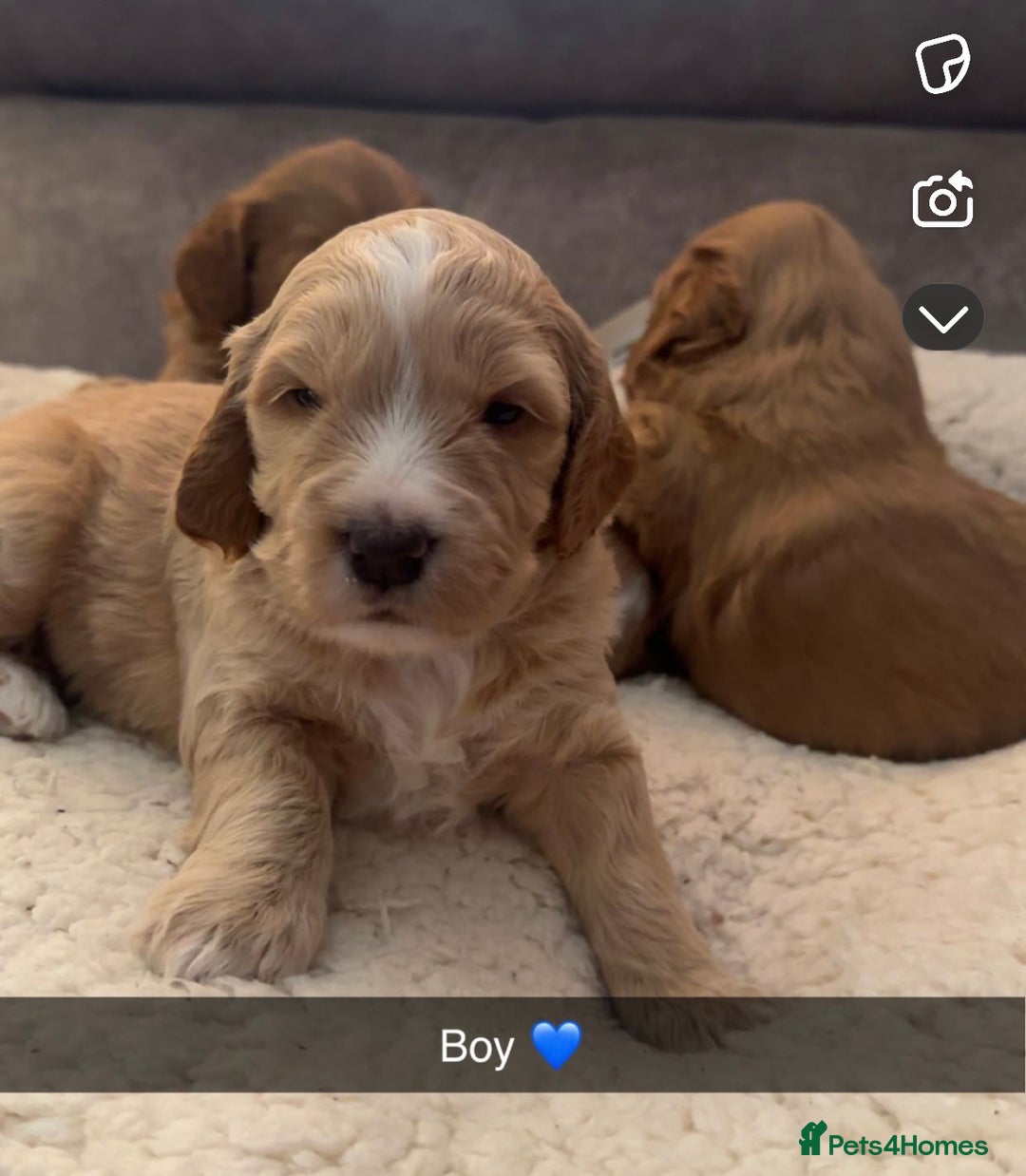Australian Labradoodle dogs for sale: Stunning Australian labradoodles  - Image 2