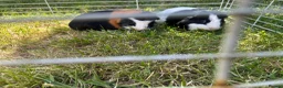 Guinea Pig rodents for sale: 🐹 Playful Guinea Pig Pair with Accessories  - Advert 8