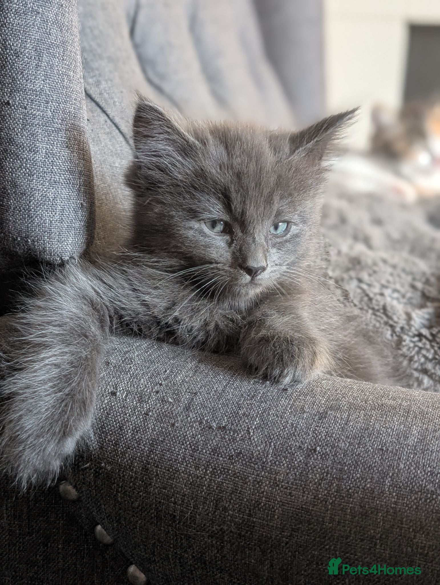 Maine Coon cats Maine coon x Ragdoll kittens - Advert 7