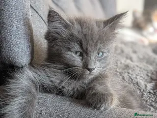 Maine Coon cats Maine coon x Ragdoll kittens - Advert 7