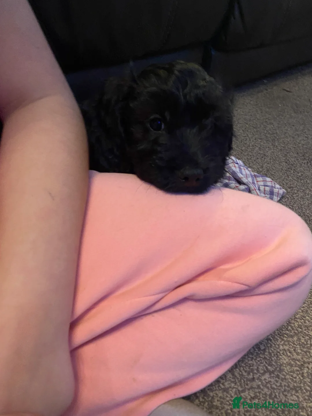Cavapoo dogs for sale: Beautiful cavapoo puppy - Advert 7