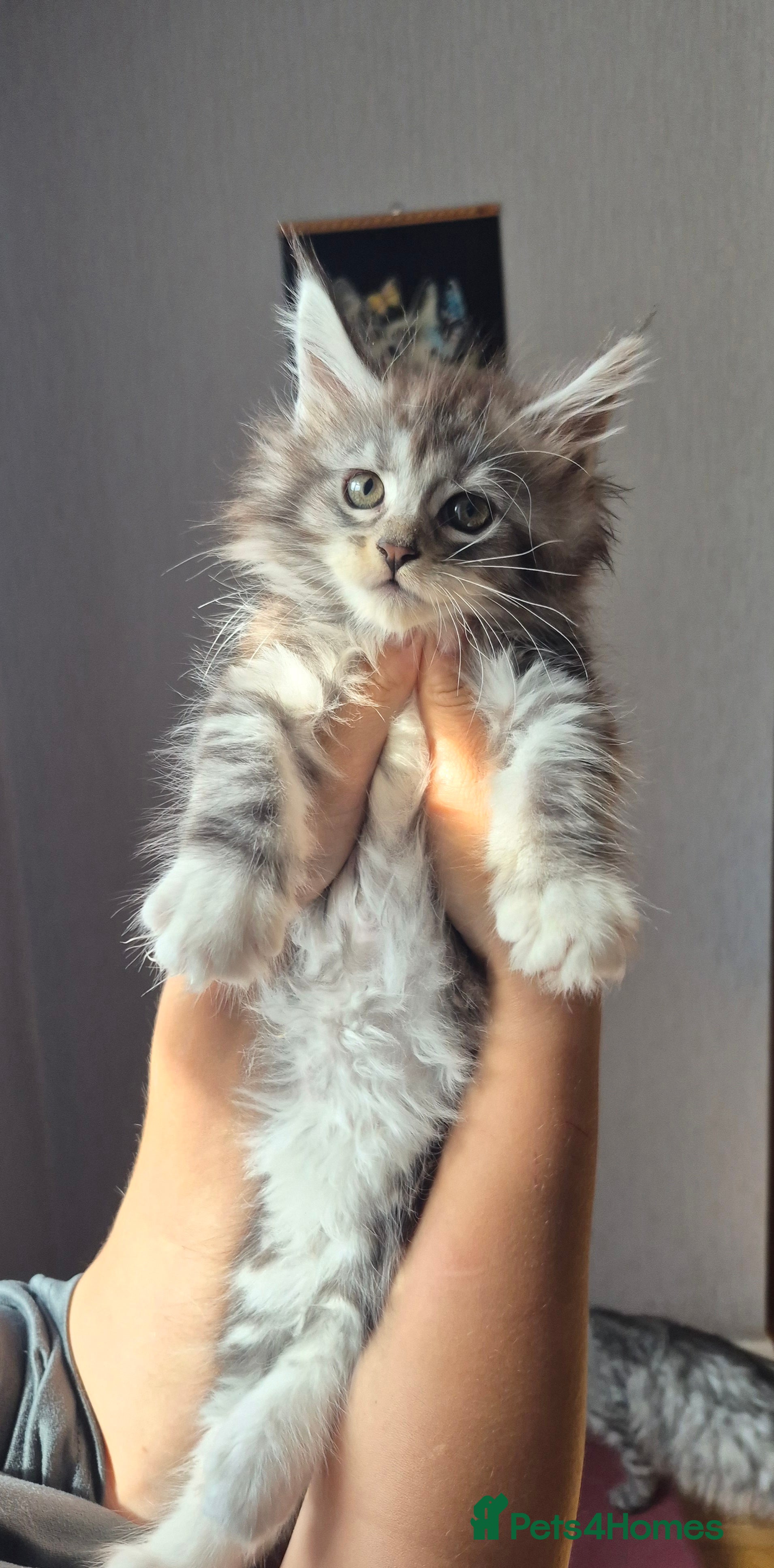 Maine Coon cats Beautiful Maine coon kitten girls  - Advert 2