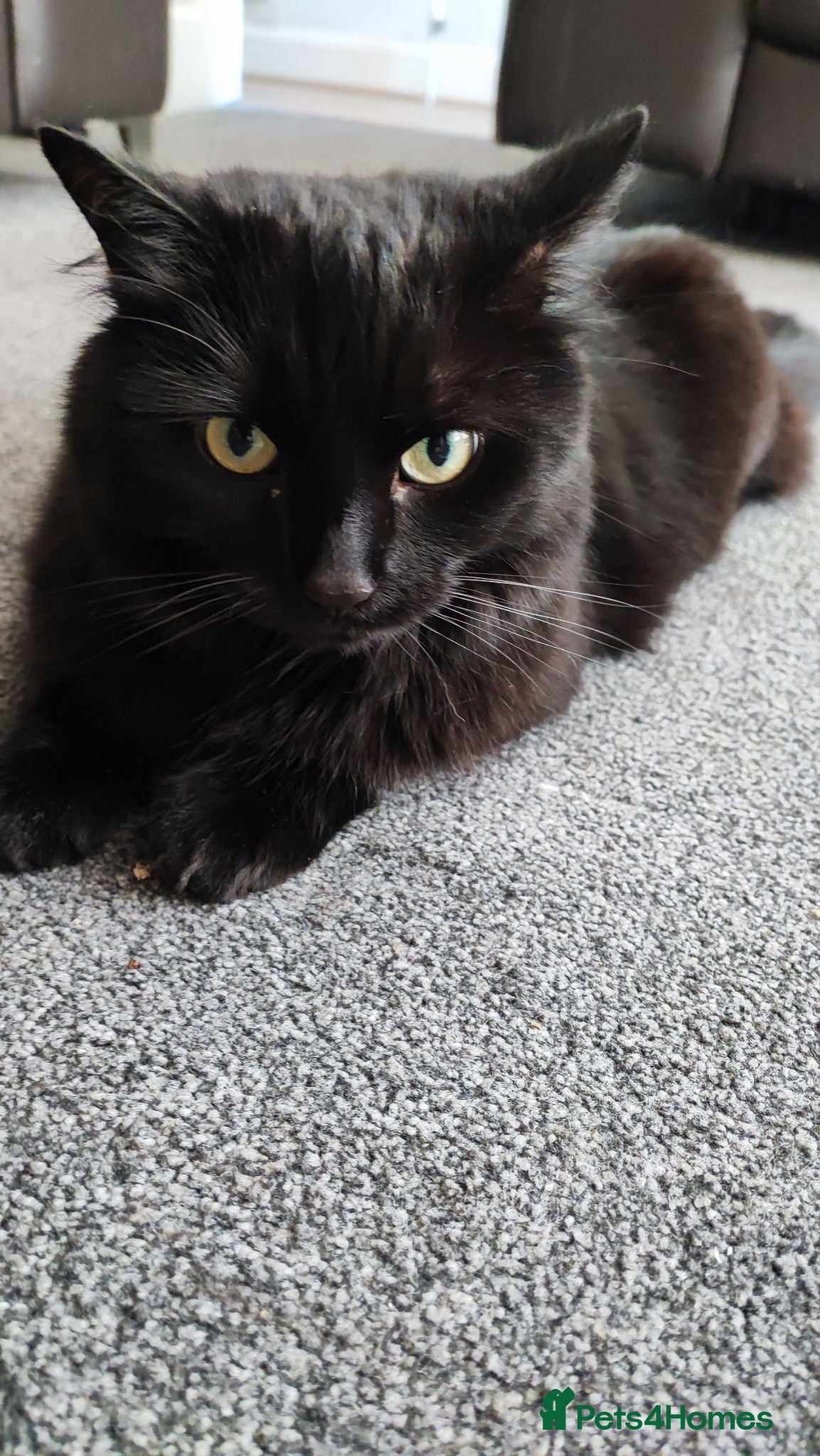 Mixed Breed cats Beautiful mix breed bengal and persian - Advert 4