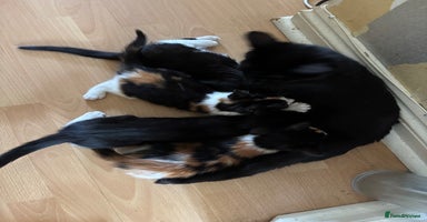 Mixed Breed cats - Advert 7