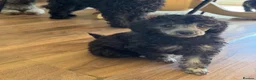 Toy Poodle dogs for sale: KC Healthtested Toy Poodle puppies phantom silver  - Advert 2