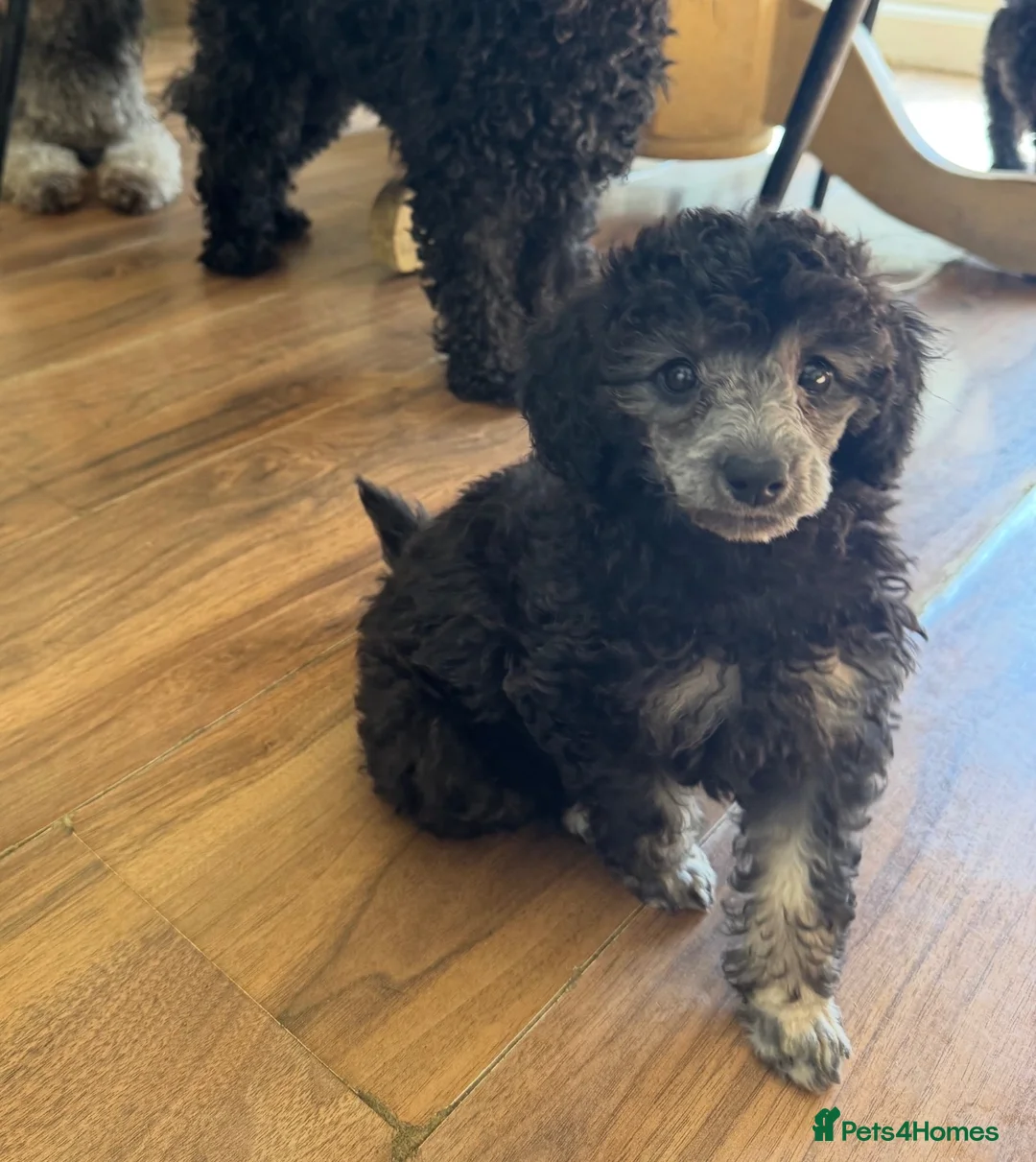 Toy Poodle dogs for sale: KC Healthtested Toy Poodle puppies phantom silver  - Advert 2