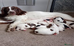 English Springer Spaniel dogs for sale: KC English Springer Spaniels (2 boys remaining) - Image 6