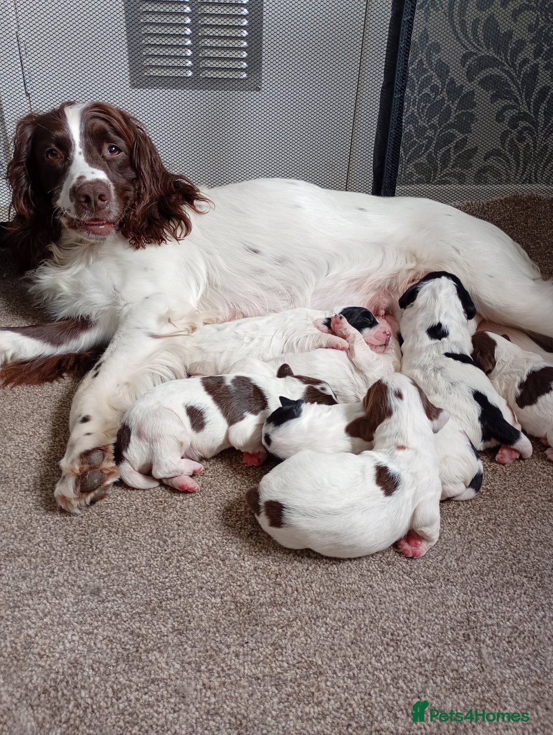English Springer Spaniel dogs for sale: KC English Springer Spaniels (2 boys remaining) - Image 6