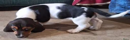 Basset Hound dogs for sale: Beautiful Basset Hounds To bring Joy to A Family - Advert 2