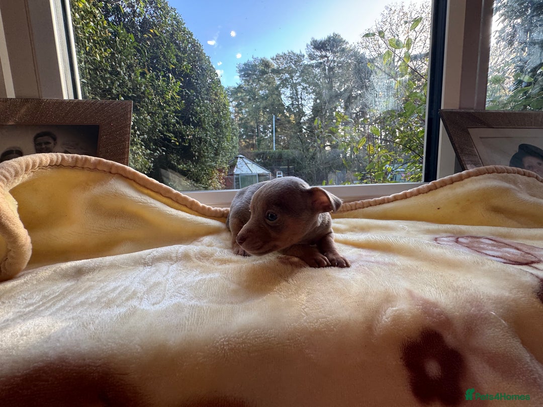 Jack Russell dogs for sale: Much Wenlock stunning miniature puppy  - Advert 23