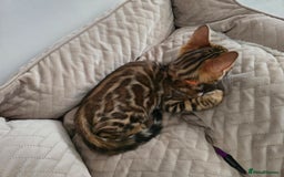 Bengal cats for sale: Stunning bengal kittens READY NOW - Image 4