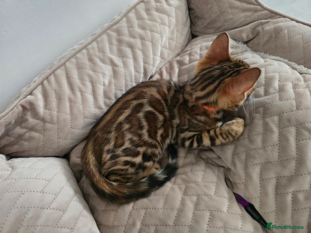 Bengal cats for sale: Stunning bengal kittens READY NOW - Image 4