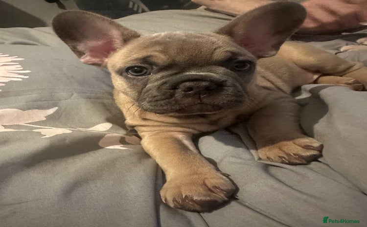 French Bulldog dogs Last boy ready to home KC FRENCH BULLDOG - Advert 7