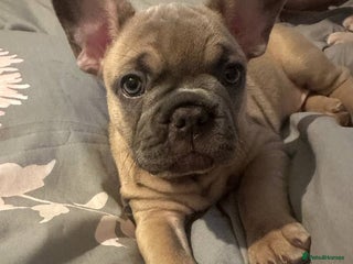 French Bulldog dogs Last boy ready to home KC FRENCH BULLDOG - Advert 9